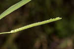 Mudbank crowngrass